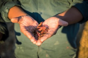 Return Indigenous Protected Areas and Rangers to the Environment portfolio