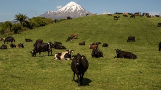 NZ introduces groundbreaking zero carbon bill, including targets for agricultural methane