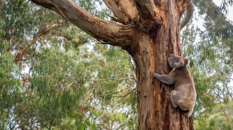 Australia must move on from its outdated environment laws