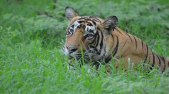 Some good conservation news: India's tiger numbers are going up