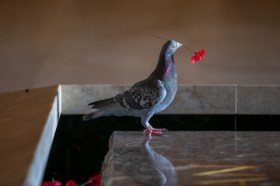 Winged warriors: the pigeons of the Australian War Memorial