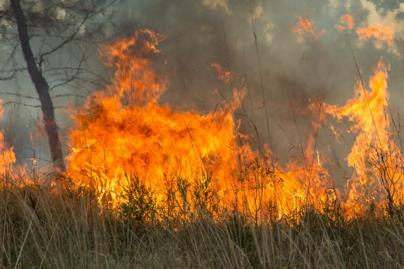 Deputy premier blames national parks agency for not doing enough on bushfire prevention, again