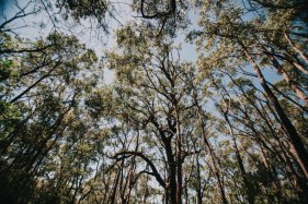 NSW scraps forest privatisation plan