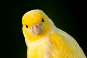 Canary in a coalmine: what Australia looks like from afar