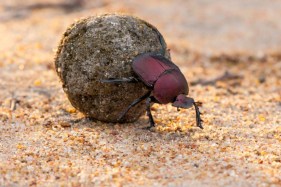 How the humble dung beetle engineers better ecosystems in Australia