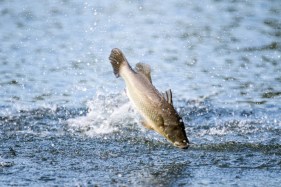 Don’t count your fish before they hatch: experts react to plans to release 2 million fish into the Murray Darling