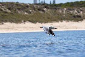 WA government project to remember Aboriginal prisoners buried on Rottnest Island