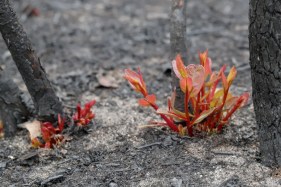 What can Australia’s pandemic response teach us about bushfire recovery?