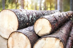 What happened when a public institute became a de facto lobbying arm of the timber industry