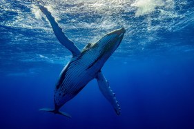 Opinion: 500 whales stranded in Tasmania – Indigenous elders are best guides to understanding this tragedy