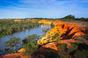 Good news from the River Murray: these two fish species have bounced back from the Millennium Drought in record numbers