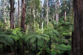 Victoria’s climate change adaptation work evolves traditional governance roles with place-based approaches