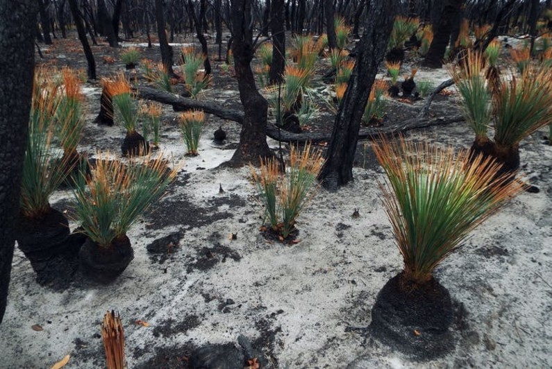 Five stories of flora and fauna after Australia’s bushfires