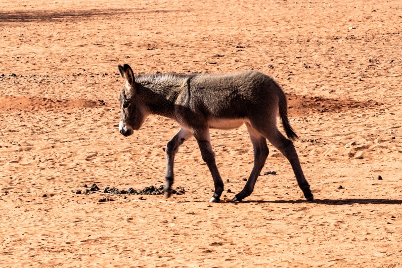 Feral desert donkeys are digging wells, giving water to parched wildlife