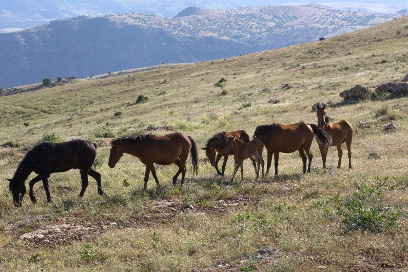 feral horses