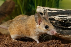 Meet the Egyptian spiny mouse: this menstruating rodent may help us understand human pregnancy