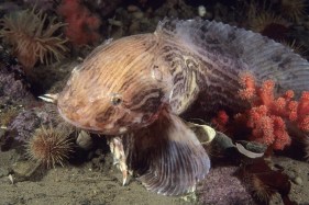 Fish-inspired soft robot survives a trip to the deepest part of the ocean