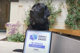 Court companion pup receives SA public sector award