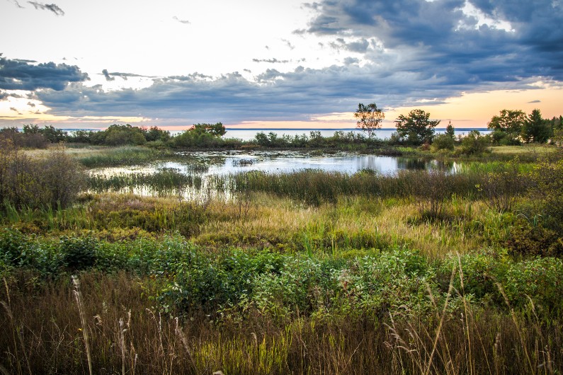 wetlands