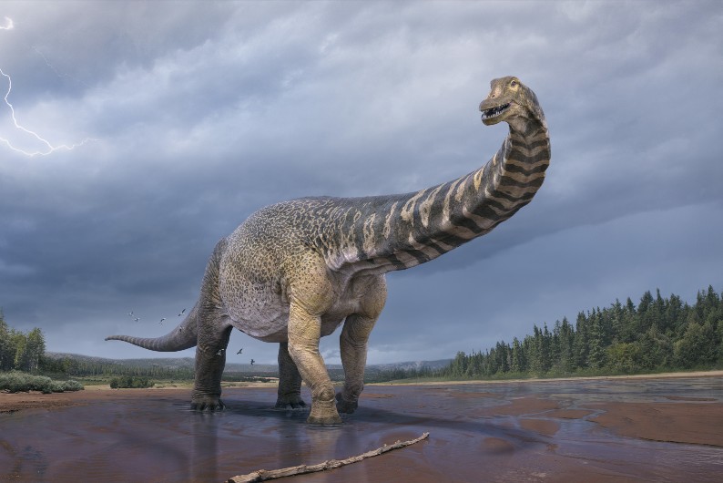 Artists' impression shows the Australotitan cooperensis, or the southern titan, dinosaur.