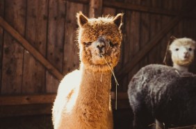 Australian alpaca farmers to benefit from trade deal with Chile