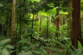 Advisory panel to oversee future of Queensland forest industry