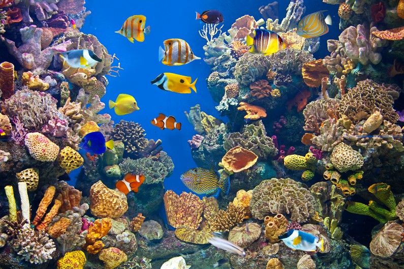 ocean-marine-sea-biodiversity