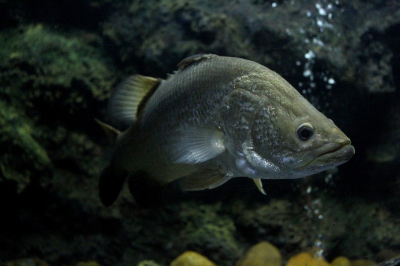 WA barramundi stocking meets milestone with a splash