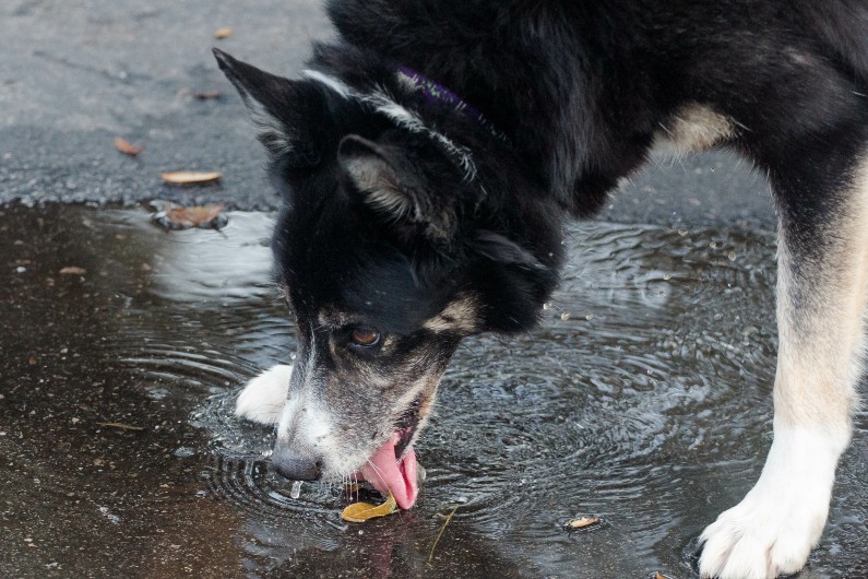 Mice plague poses leptospirosis risk, chief veterinary officer warns