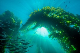 Are mangroves and seagrasses the key to net emissions reduction?