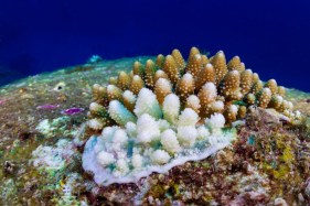 Mapping shows how Great Barrier Reef is impacted by major weather events