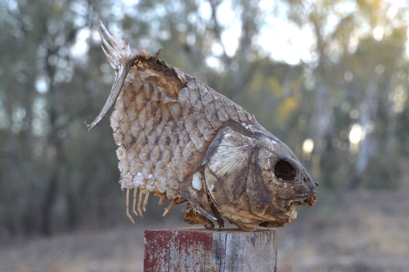 Dead water. The plan that failed the environment