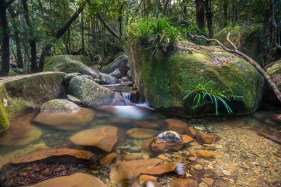 Australia’s most iconic rainforest returned to Aboriginal people