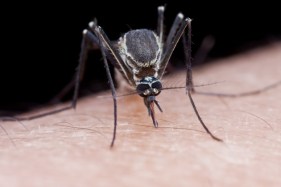 Australian scientists kill buzz for mosquitoes with breakthrough technique