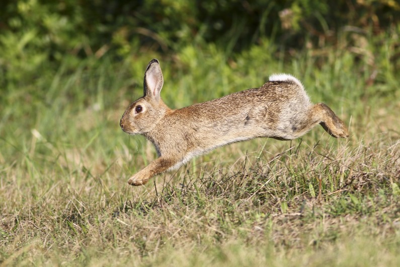 Two agencies warn native species at ‘sliding doors’ moment