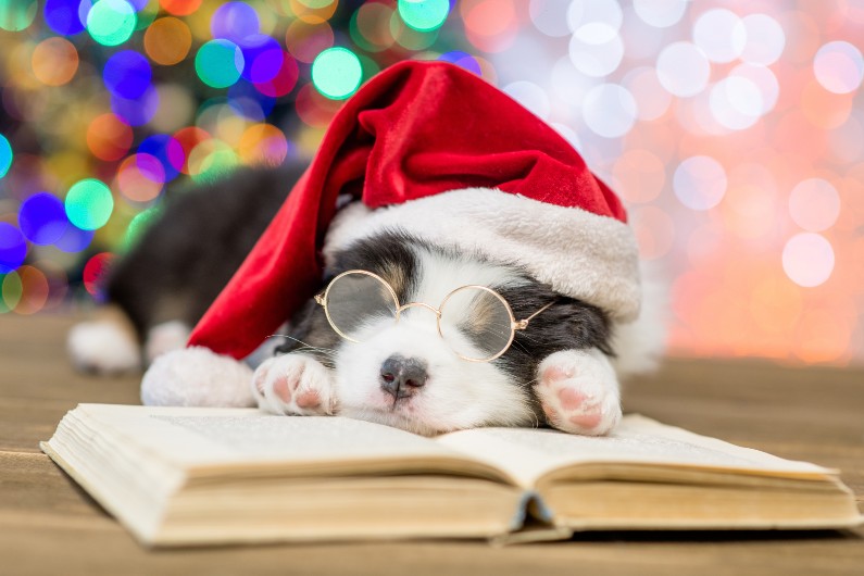 puppy-christmas-book-reading