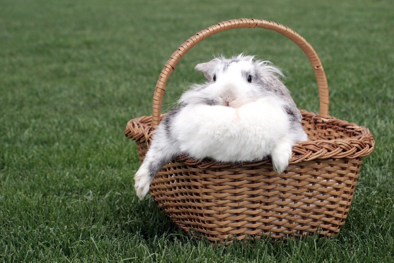 rabbit in a basket, on grass