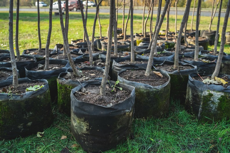 tree-planting