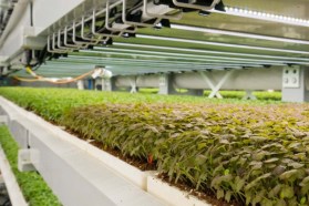 The world’s biggest vertical farm yet will fertilize crops with fish poop