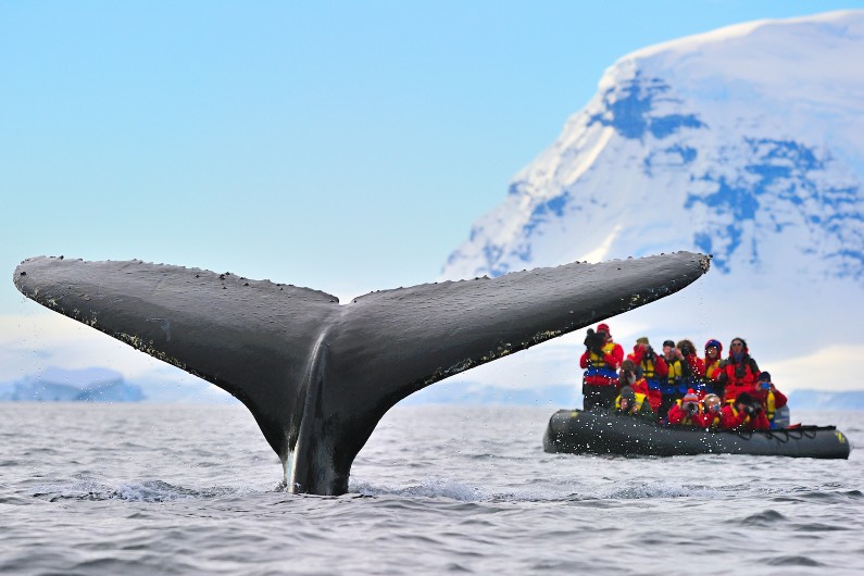 whale tail, tourists on a raft, Atarctica