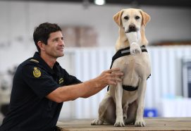 Four legs on the front line as ABF welcomes new detector dogs