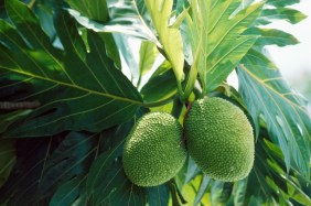 Australia’s plant protection chief visits Fiji to advance biosecurity networks