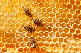 Agency hopes bee tech challenge can combat population decline