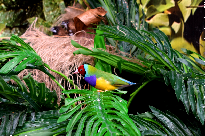 Gouldian finch