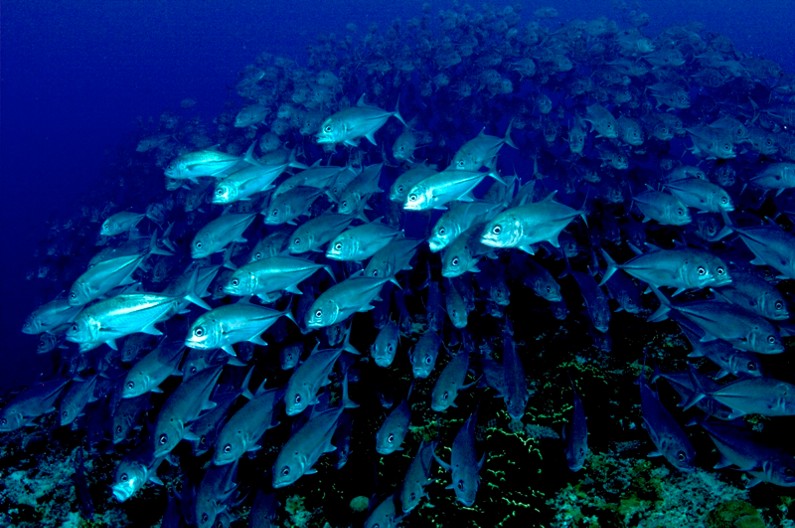 school of fish