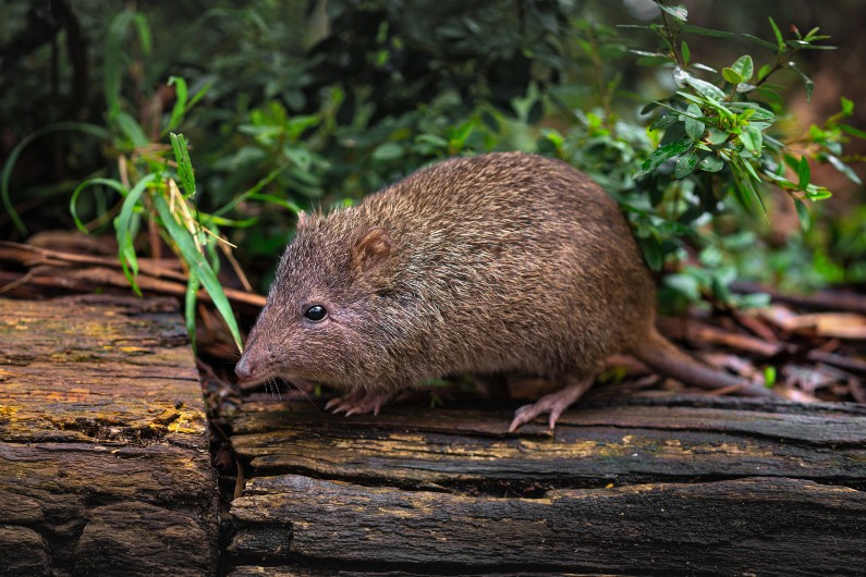 Victorian government launches live stream of bandicoots