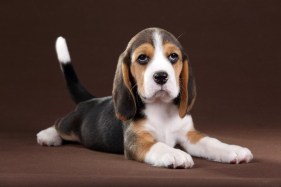 Why the government is buying a lot of puppies (and other weird spending measures)