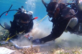 Government teams up with Google Australia for Indo-Pacific seagrass mapping