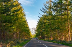 We need a policy push to suck more carbon dioxide out of the atmosphere with trees and technology