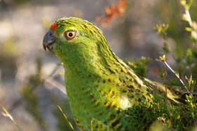 Princely sum gifted to native bird charity to mark King’s coronation